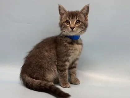 A baby small-sized male Domestic Short Hair cat named Senn for adoption in Golden Valley, MN