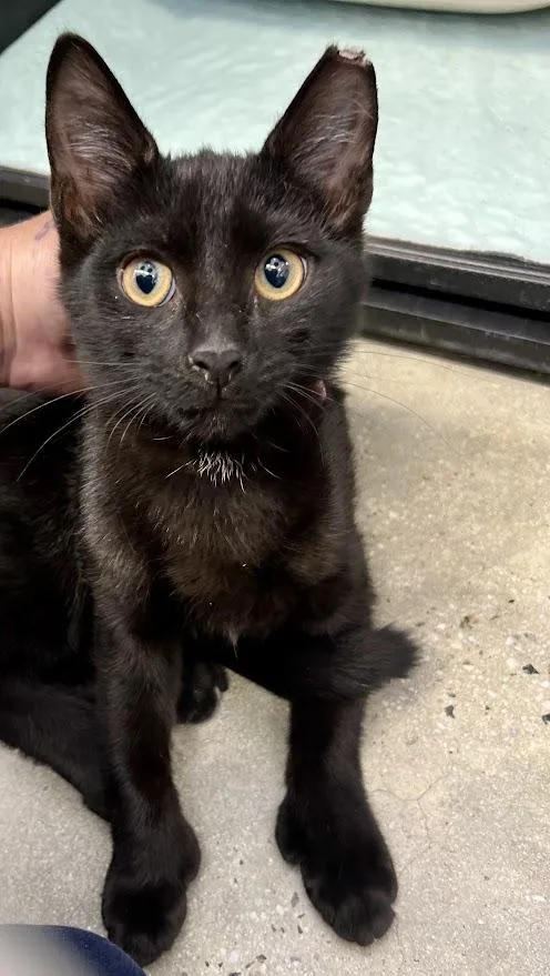 A baby medium-sized male Black Domestic Short Hair cat named Jake for adoption in New Rochelle, NY
