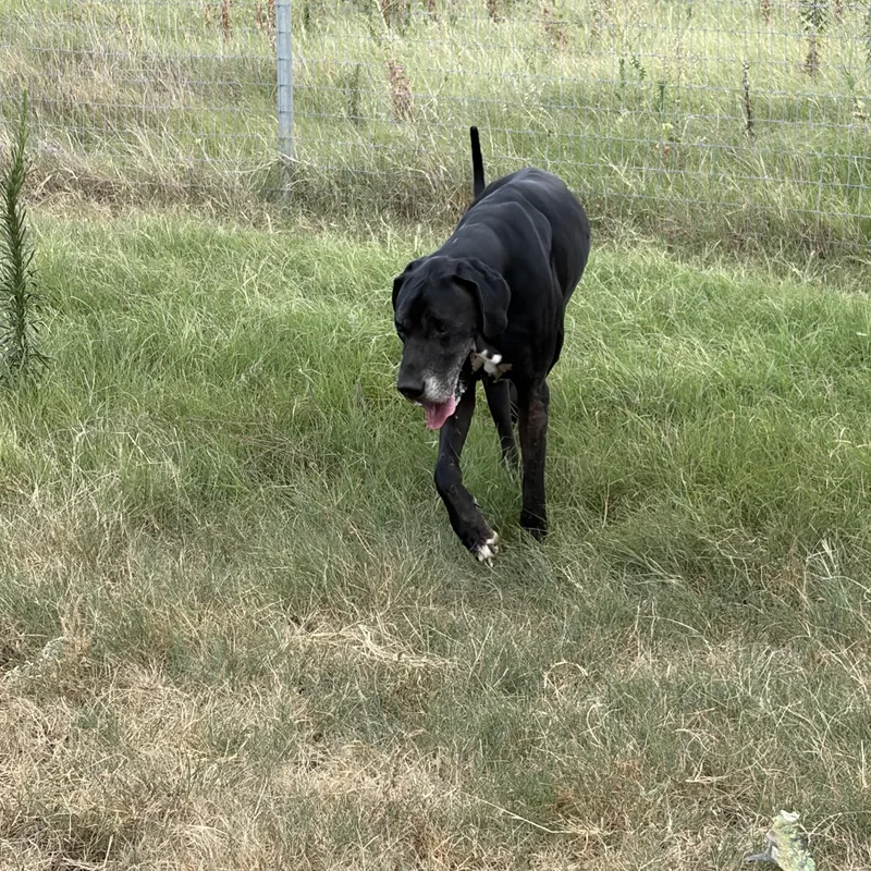 A senior extra large-sized male Black Great Dane dog named Charlie for adoption in Paradise, TX