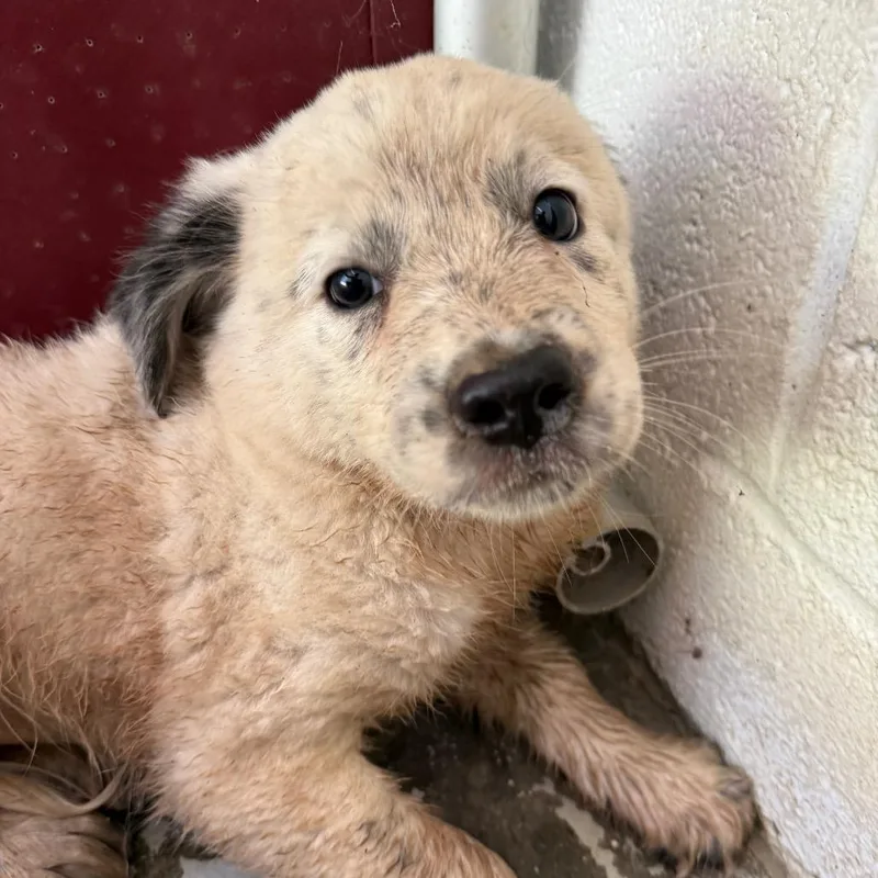 A baby small-sized female White / Cream Australian Cattle Dog / Blue Heeler dog named Dottie for adoption in Evensville, TN