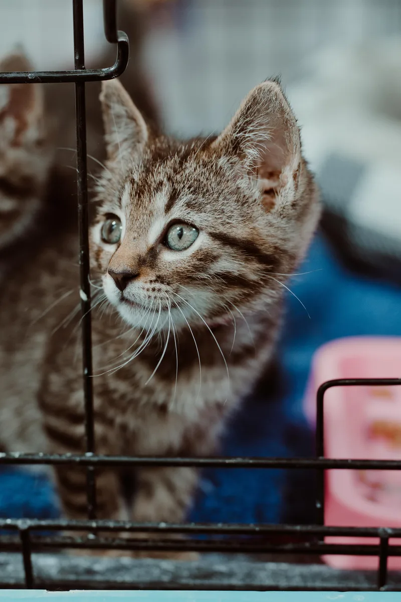 A baby medium-sized female Tabby (Tiger Striped) Domestic Short Hair cat named Razzie for adoption in Le Mars, IA