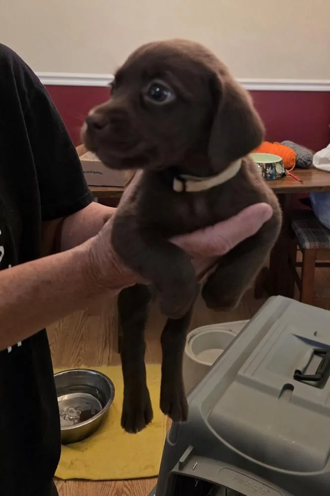 A baby medium-sized female Brown / Chocolate Dachshund dog named Mothers Craving : Taffy for adoption in Aurora, IN