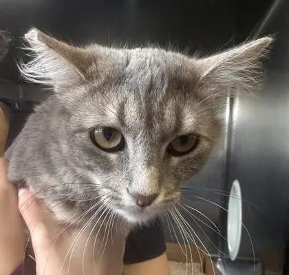 Spatula