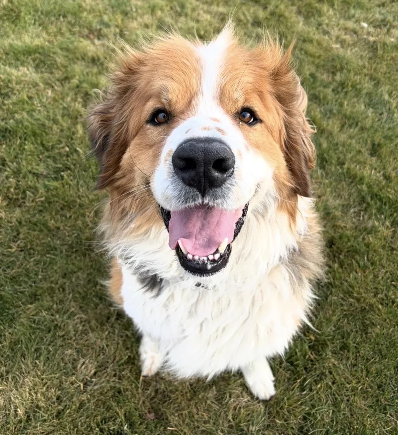 Mako
