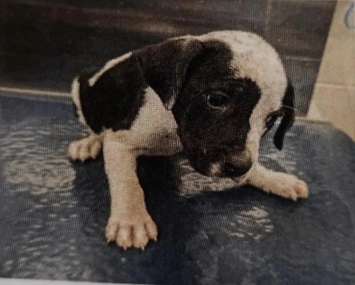 A baby medium-sized male English Pointer dog named Roman for adoption in Zimmerman, MN