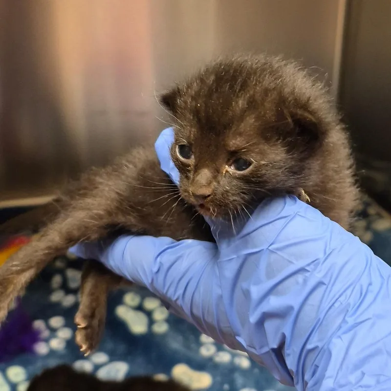 A baby small-sized female Black Domestic Medium Hair cat named Brooklet for adoption in Columbus, GA