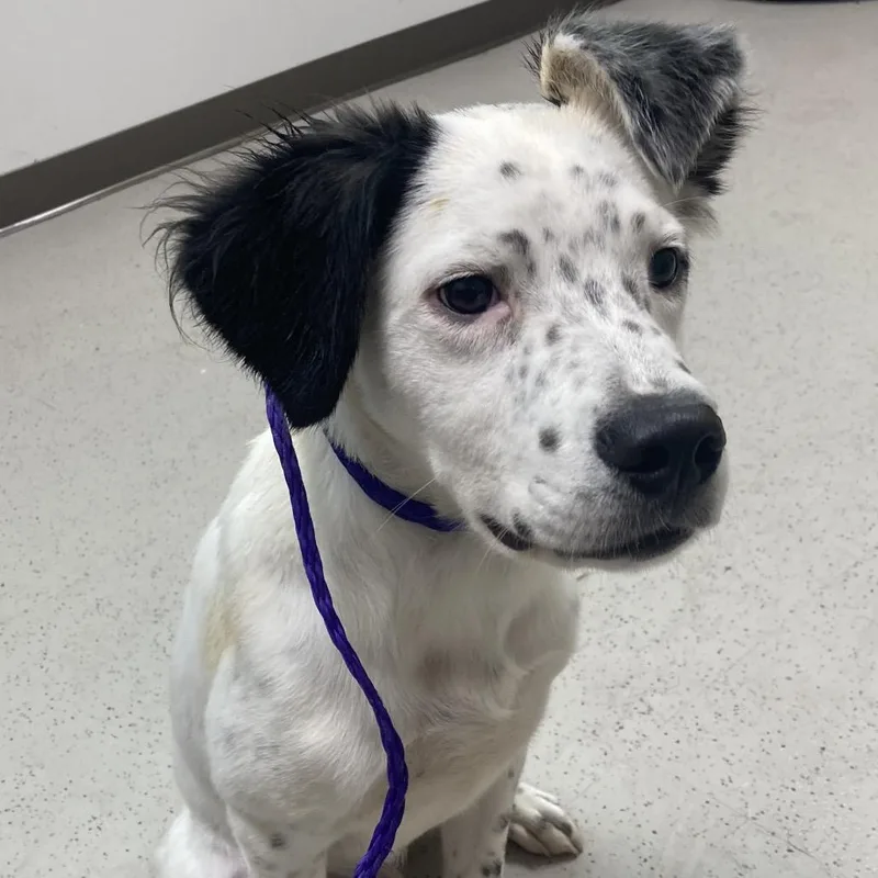 A baby medium-sized male White / Cream Mixed Breed dog named Mojo for adoption in Auburn, NH