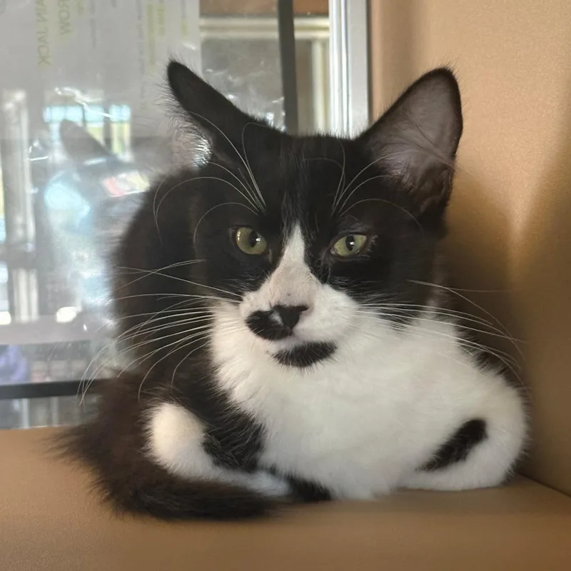 A baby small-sized male Black Domestic Short Hair cat named Felix for adoption in Leander, TX