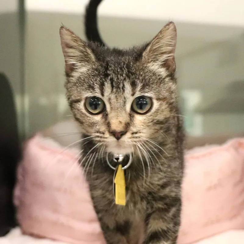 A baby small-sized female Domestic Short Hair cat named Gallium for adoption in Port Washington, NY