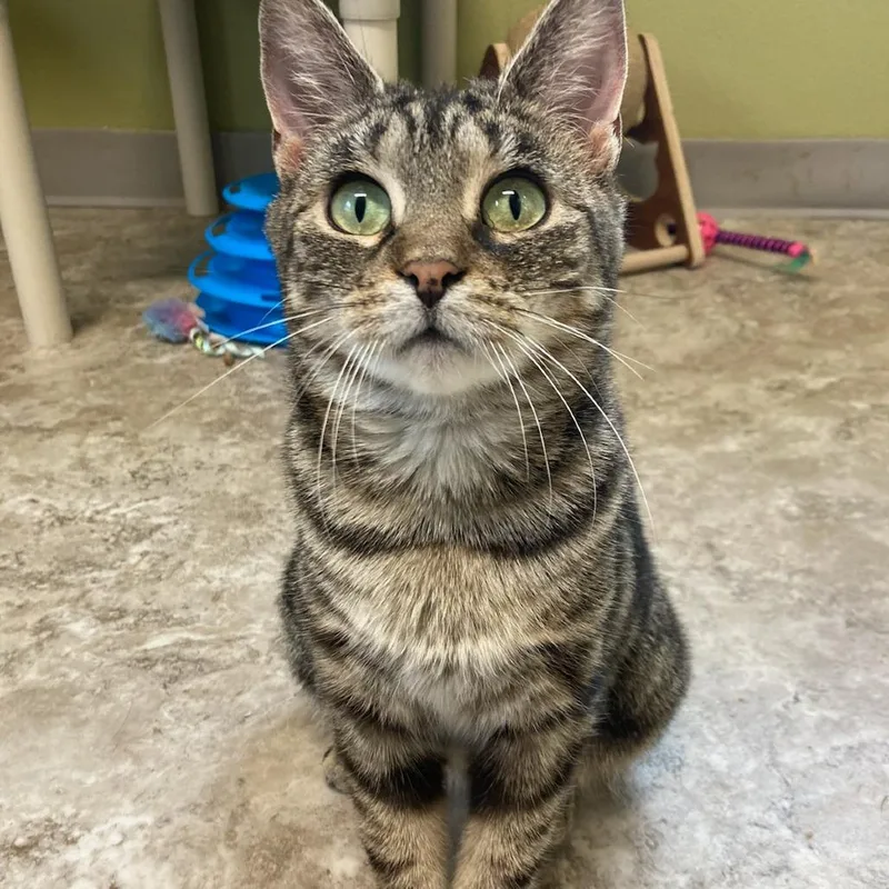 An adult medium-sized female Brown / Chocolate Domestic Short Hair cat named Ella for adoption in Attica, NY