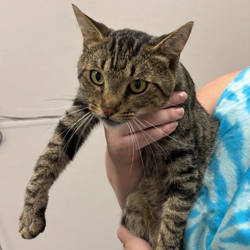 An adult medium-sized male Brown / Chocolate Domestic Short Hair cat named Teddy for adoption in Columbiana, AL