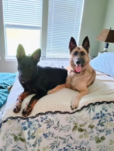 A young large-sized male Brown / Chocolate German Shepherd Dog dog named Simmons for adoption in Houston, TX