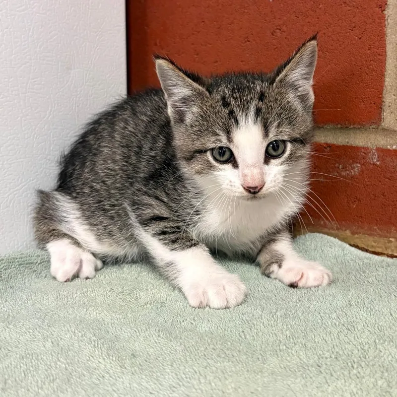 Pip