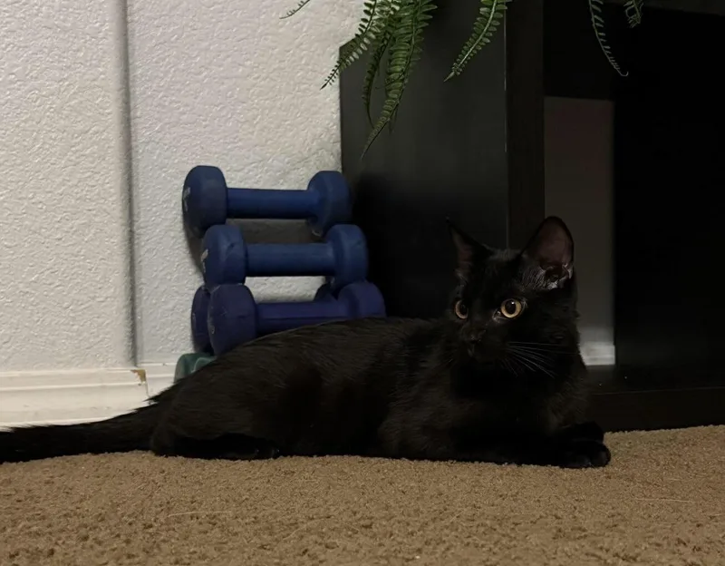 Binx thumbnail 2