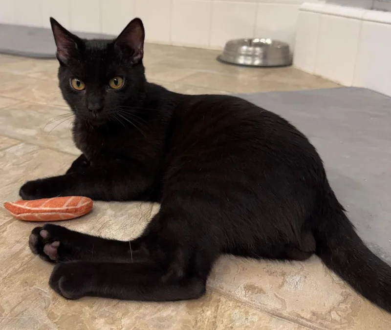 Binx thumbnail 3