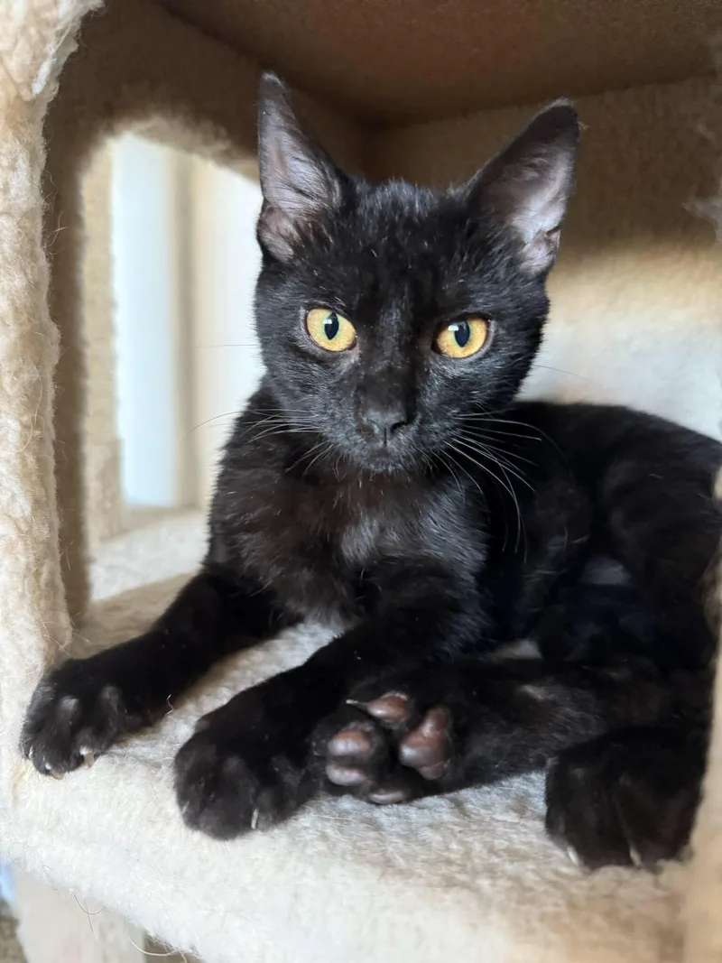 A baby small-sized male Black Domestic Short Hair cat named Binx for adoption in Los Angeles, CA