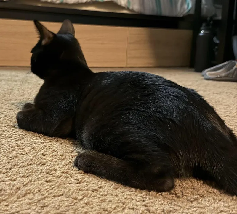 Binx thumbnail 4