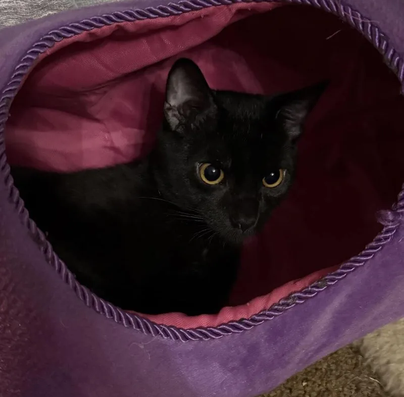 Binx thumbnail 5