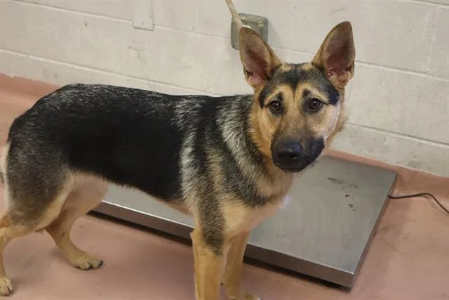 A young large-sized female Mixed Breed dog named Nala for adoption in Columbia, SC