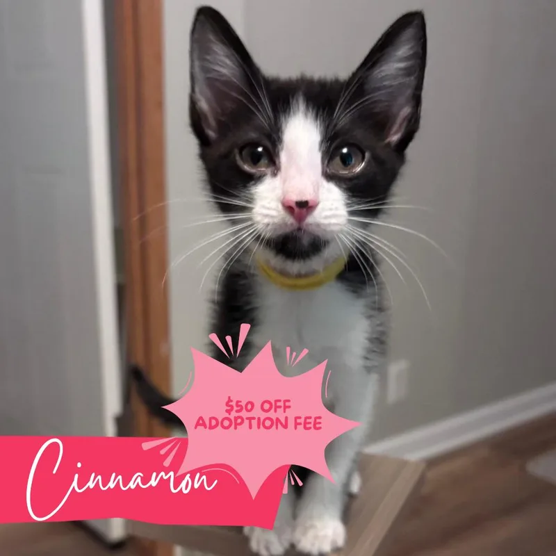 A baby medium-sized female Domestic Short Hair cat named Cinnamon Twist for adoption in Chattanooga, TN