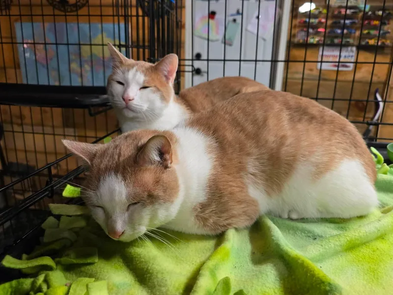 A young medium-sized male Domestic Short Hair cat named Tom & Jerry for adoption in Enfield, CT