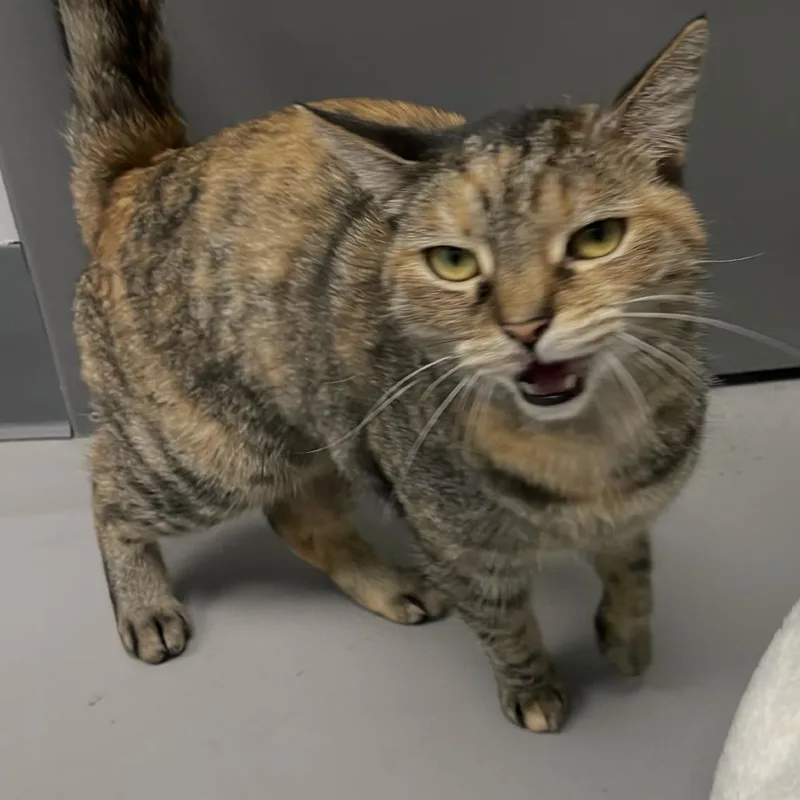 An adult medium-sized female Torbie Domestic Short Hair cat named October for adoption in Georgetown, KY