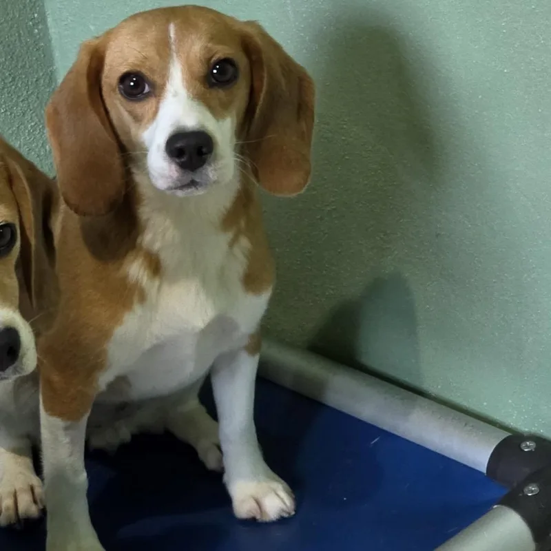 A young small-sized female Brown / Chocolate Beagle dog named Jolene for adoption in LOXAHATCHEE, FL