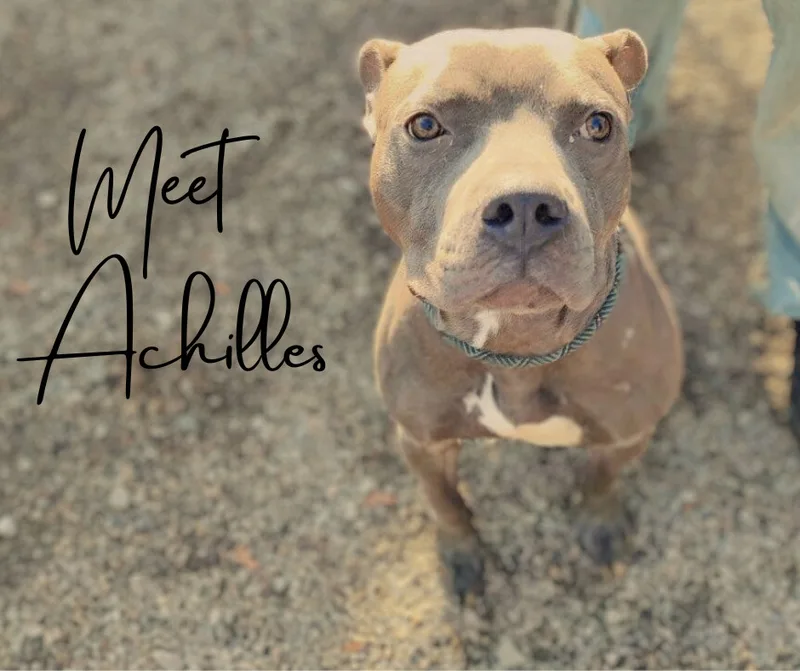 A young large-sized male Brown / Chocolate American Staffordshire Terrier dog named Achilles for adoption in Marion, IN