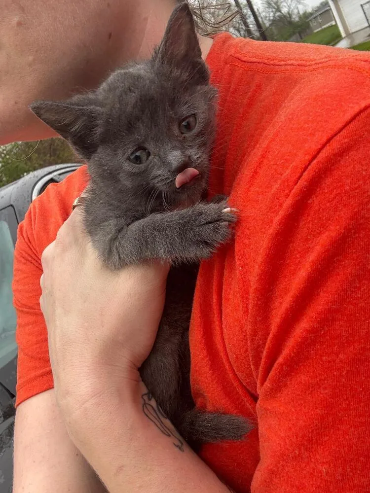A baby small-sized male Domestic Short Hair cat named Dusty for adoption in Oak Park, MI