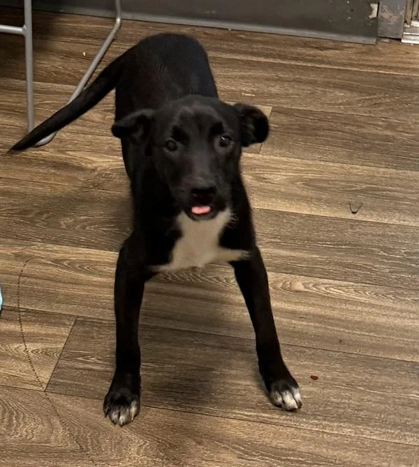 A young medium-sized female Terrier dog named Edith for adoption in San Diego, CA