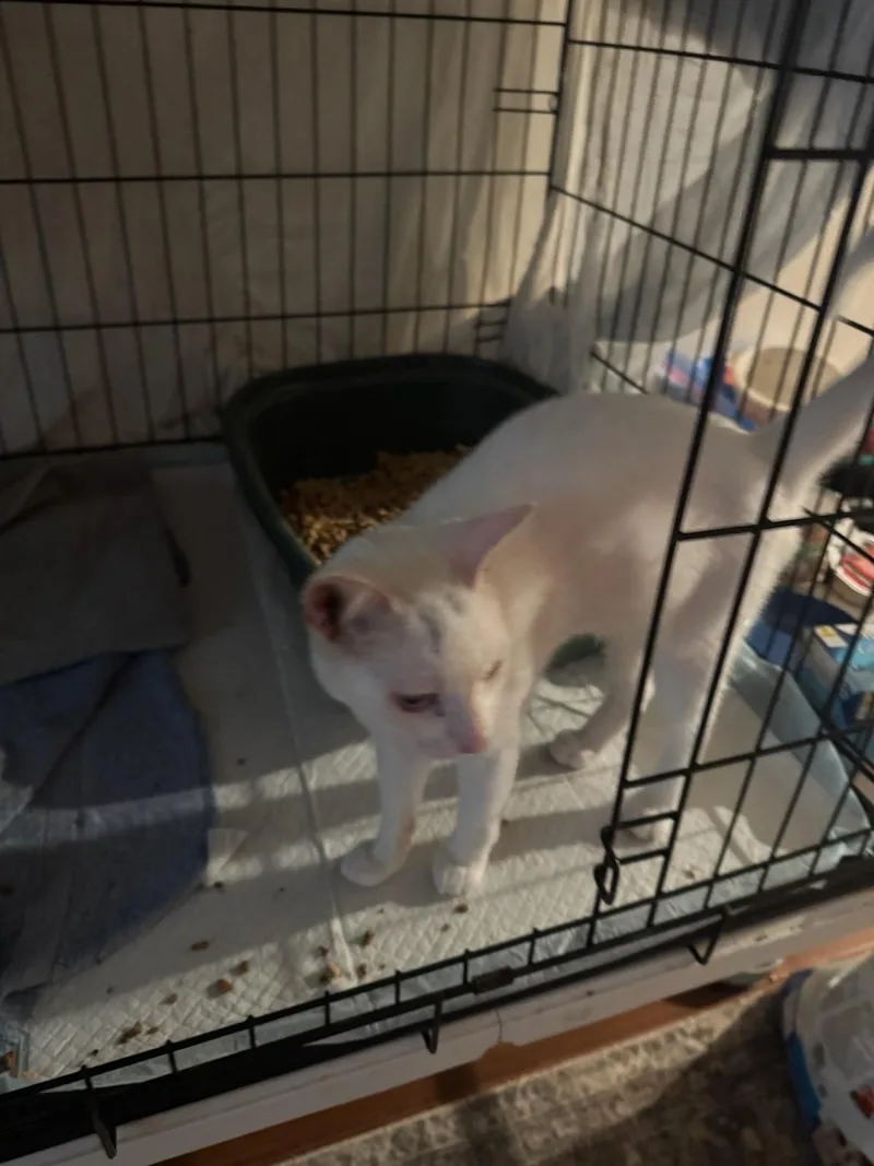 A young medium-sized male White Domestic Short Hair cat named Gojo for adoption in Port Wentworth, GA