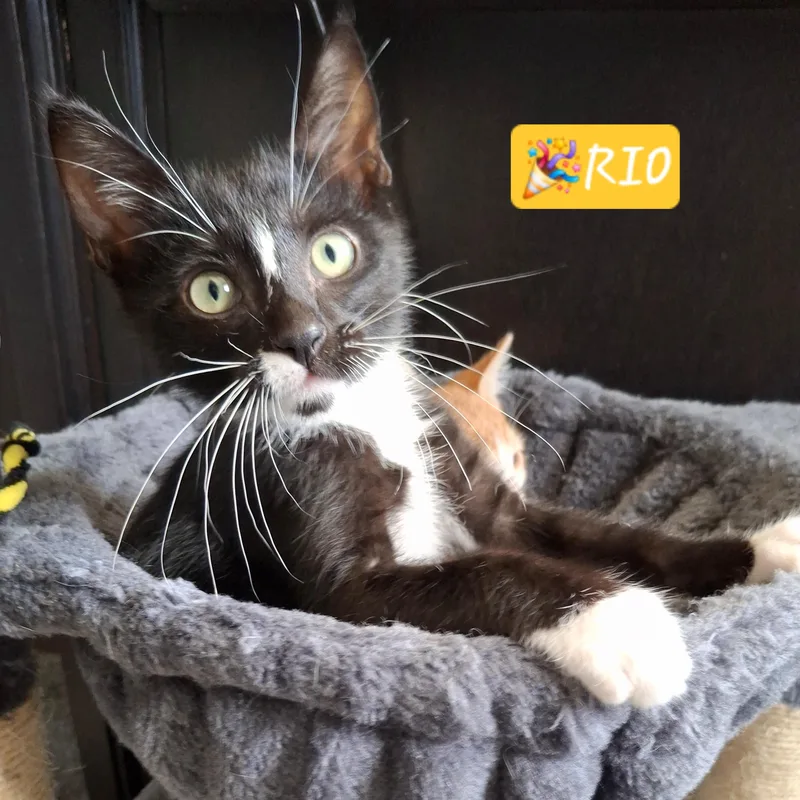 Rio thumbnail 5
