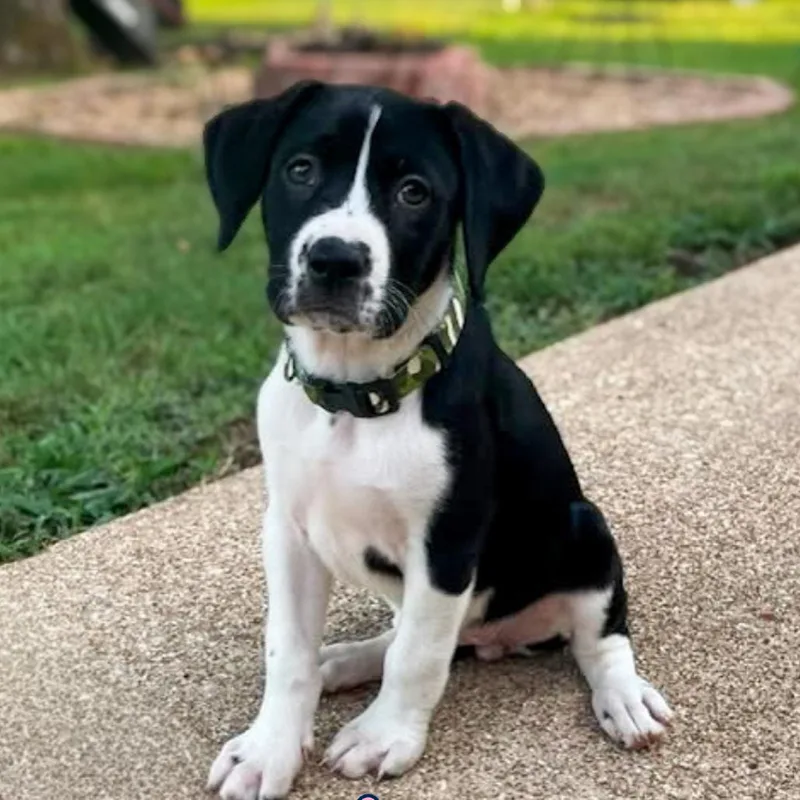 A baby medium-sized female Black Mixed Breed dog named Georgie for adoption in Branson, MO