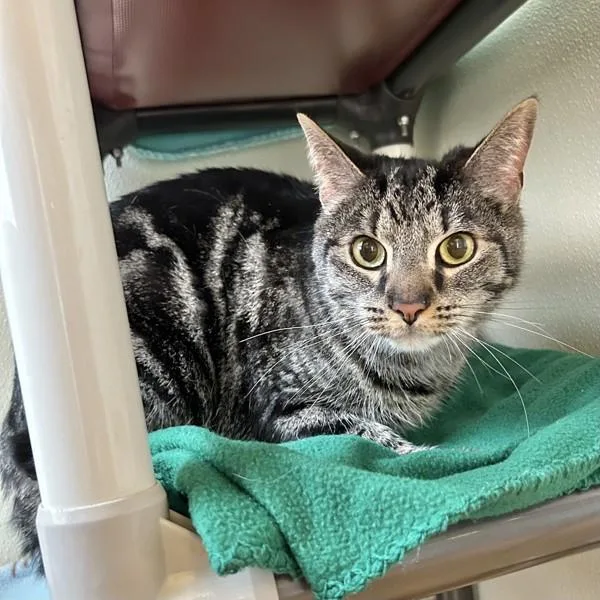 An adult medium-sized male Domestic Short Hair cat named Ted for adoption in Dublin, CA