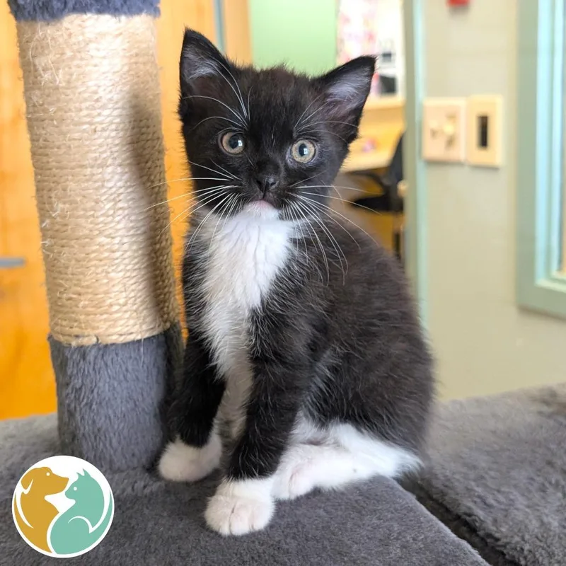 A baby small-sized male Black Domestic Short Hair cat named Scotty for adoption in Toledo, OH