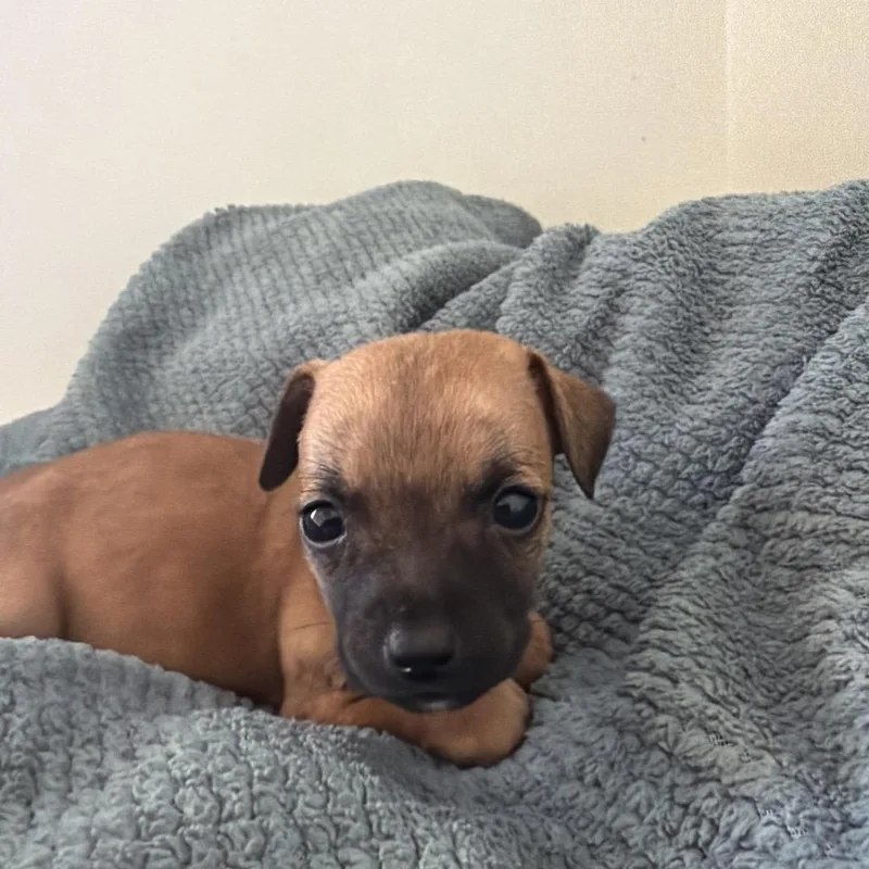 A baby small-sized female Brown / Chocolate Chihuahua dog named Clove for adoption in Santa Barbara, CA