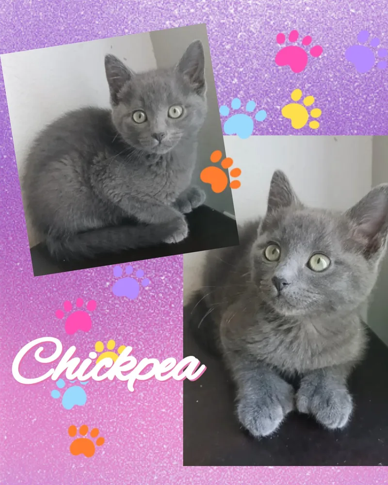 Chickpea