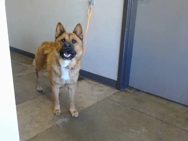 An adult medium-sized male Chow Chow dog named Luffy for adoption in Ontario, CA