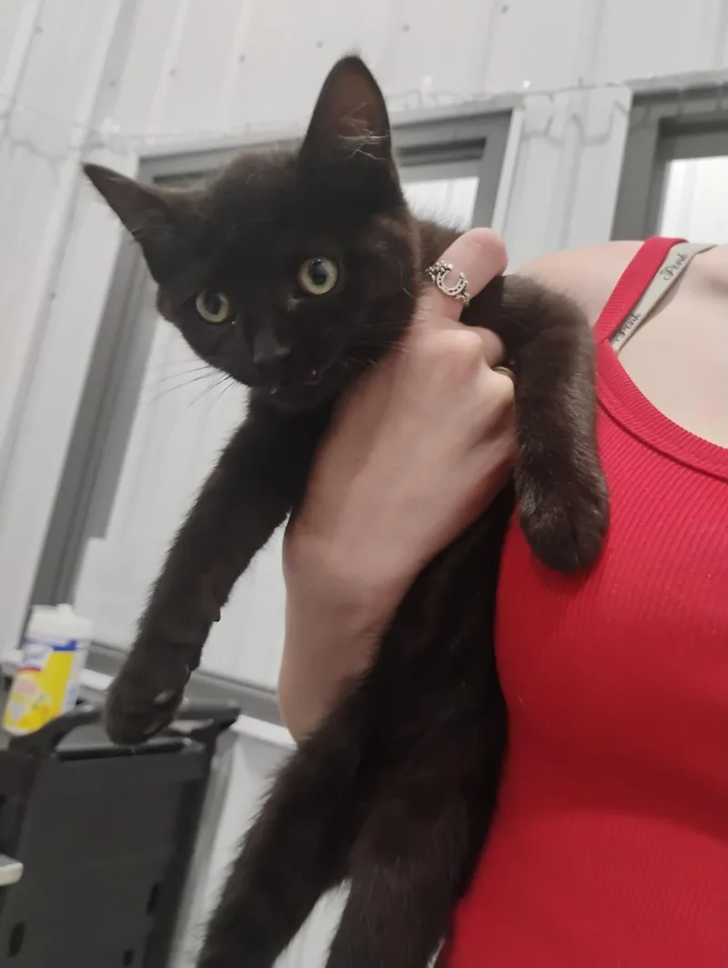 A baby small-sized male Black Domestic Medium Hair cat named Lucifer for adoption in Kalamazoo, MI