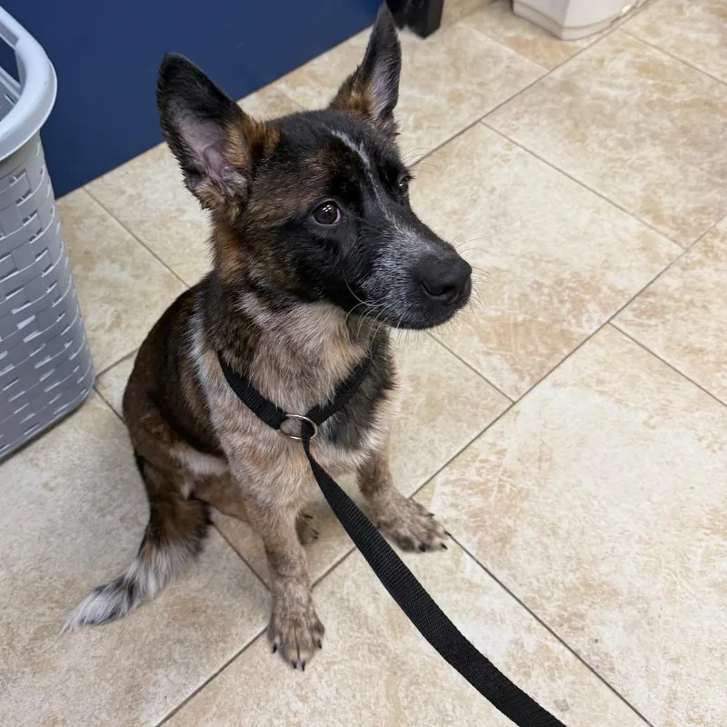 A young medium-sized male Cattle Dog dog named Heath for adoption in Galveston, TX