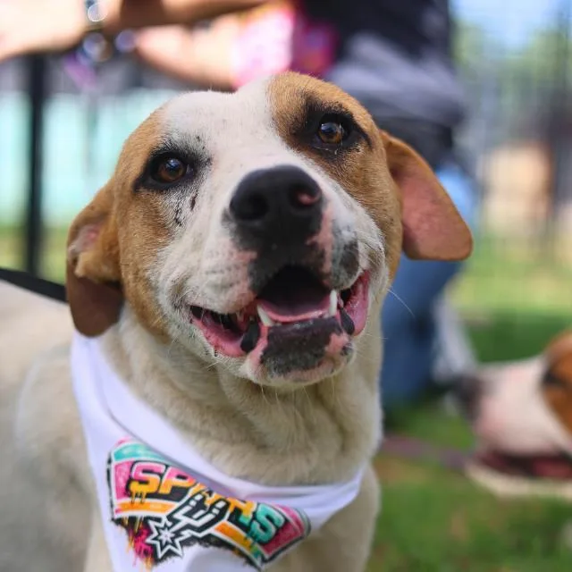 A young medium-sized male American Staffordshire Terrier dog named Pasta for adoption in San Antonio, TX