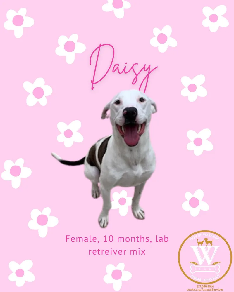 A young medium-sized female White / Cream Labrador Retriever dog named Daisy for adoption in Watauga, TX