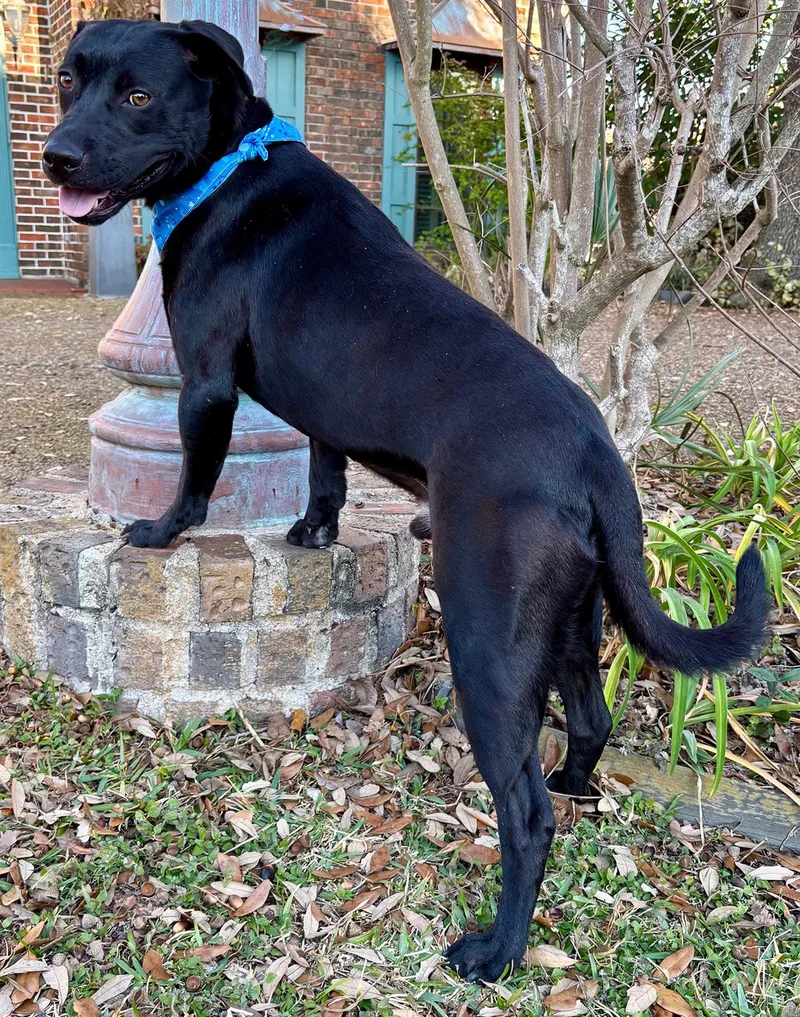 Midas  Love Bug! thumbnail 3