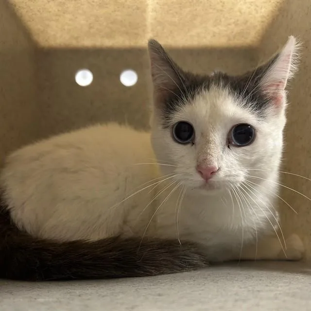 A young medium-sized female Domestic Short Hair cat named Doodlebob for adoption in Lincolnton, NC