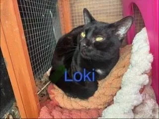 A baby small-sized male Black Domestic Short Hair cat named Loki for adoption in Breinigsville, PA