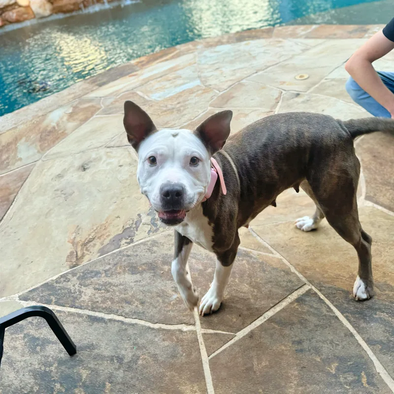 A young medium-sized female Brindle American Staffordshire Terrier dog named Espy for adoption in Haslet, TX