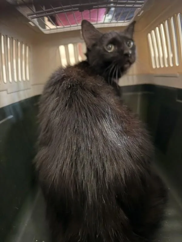 An adult small-sized female Domestic Medium Hair cat named Claire for adoption in Virginia Beach, VA