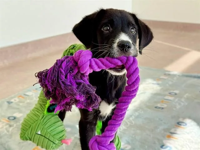 A baby small-sized male Terrier dog named Crockett for adoption in Saint Louis, MO