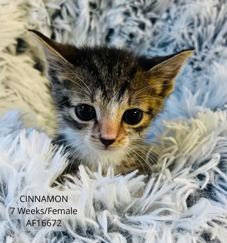 A young medium-sized female Tabby (Brown / Chocolate) Domestic Short Hair cat named Cinnamon for adoption in Supply, NC