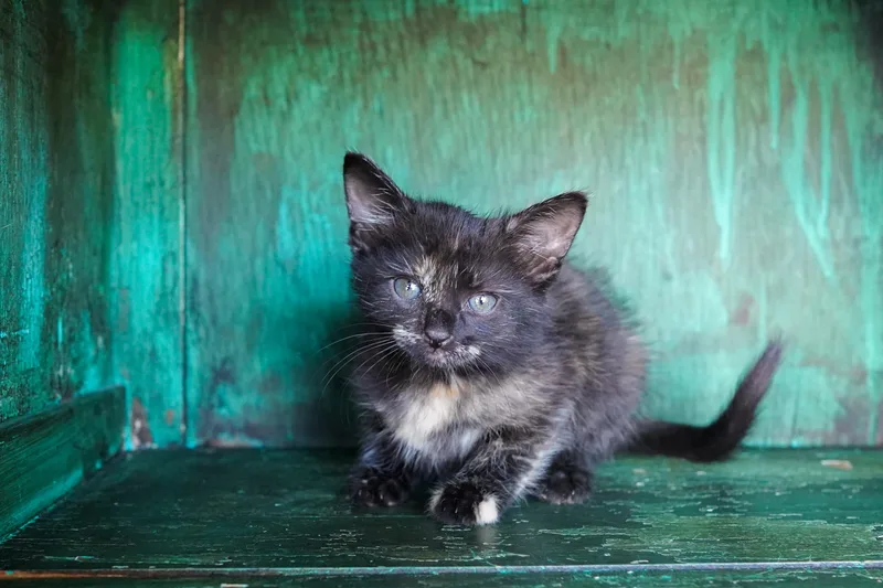 A young medium-sized female Black Domestic Short Hair cat named Buttercup for adoption in San Antonio, TX